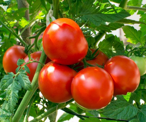 tomatoes_helios4eos_gettyimages-edit